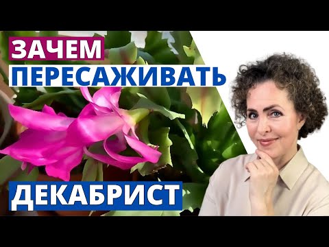 Видео: Как спасти ДЕКАБРИСТ после цветения