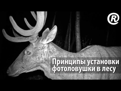 Видео: Принципы установки фотоловушки в лесу. Плюсы и минусы разных точек съёмки на практическом примере.