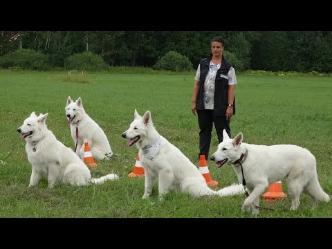 Видео: ДТ - 385. Монопородный урок в поле. Работают белые овчарки.