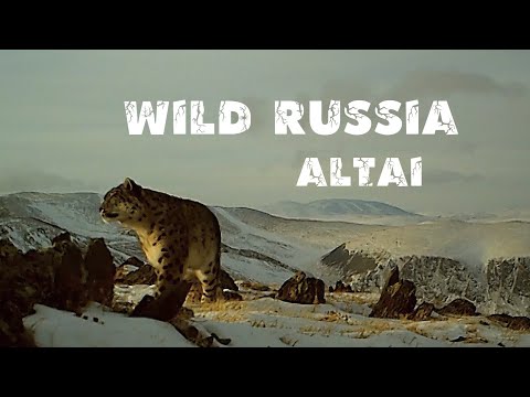 Видео: Алтай. Снежный барс. Птица бородач. Беркут. Росомаха. Алтайский горный баран. Сайлюгемский парк