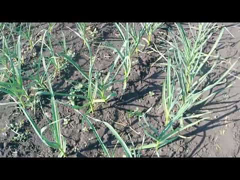 Видео: 1 июня 2025 года. Третья междурядная обработка чеснока. 