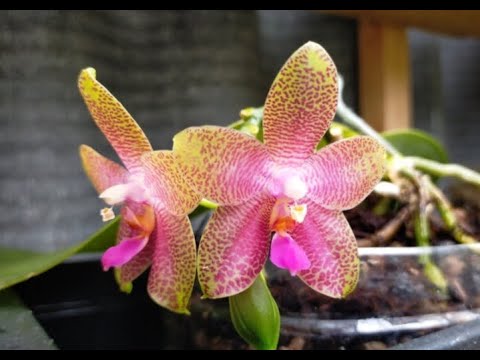 Видео: Орхидеи на улице при +12