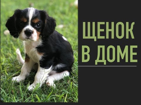 Видео: 💚ИЗРАИЛЬ💚 ЩЕНОК СПАНИЕЛЬ КИНГ ЧАРЛЬЗ
