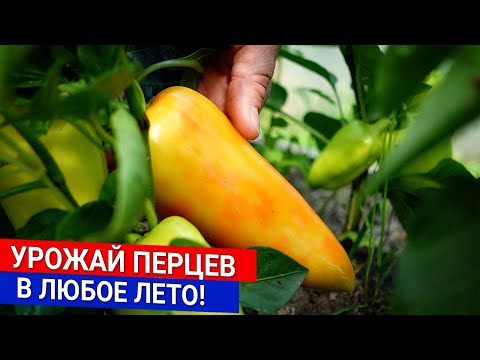 Видео: Урожай перцев - в любое лето!