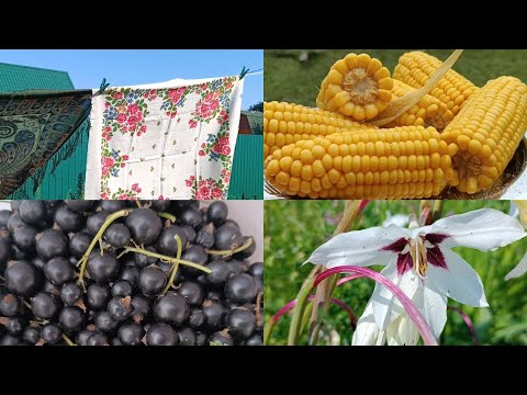 Видео: #5 Летние узоры. Жизнь по - домашнему. Дачный вайб. Исцеление мыслями