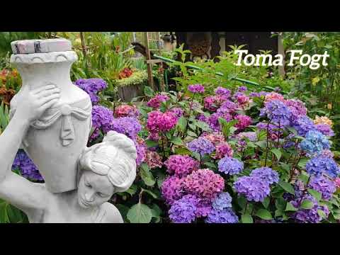 Видео: Обзор дачи в Германии.20 августа 2025 года.Срезаем яблоню и садим дерево инжира. 