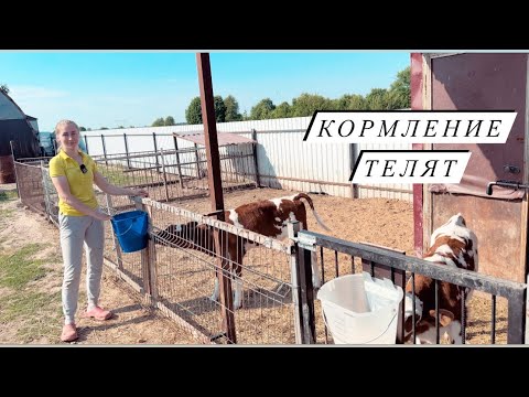 Видео: Как мы выращиваем телят. Научились осеменять КРС ! Купили новое оборудование для птицы.