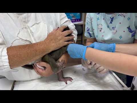 Видео: Мы в больнице! Люсю будут полностью обследовать!