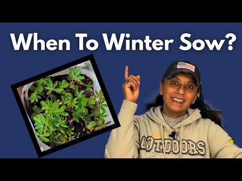 Видео: Сроки подзимнего посева: когда начинать сеять семена для достижения наилучших результатов