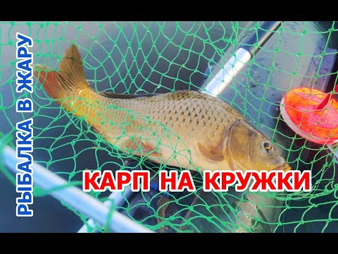 Видео: КАРП на "КРУЖКИ".ТАЩИТ ТАК, ЧТО НЕ МОГУ ДОГНАТЬ!