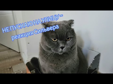 Видео: Не разрешаю идти на улицу - реакция Сильвера
