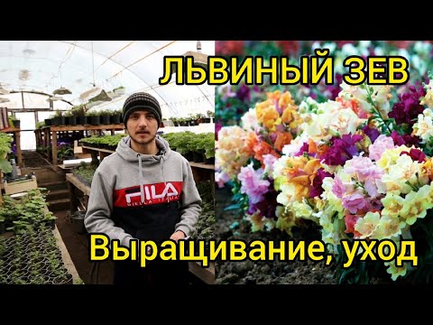 Видео: ЛЬВИНЫЙ ЗЕВ - Как вырастить низкую, крепкую и пышную рассаду.