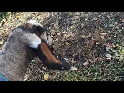 Видео: Как  заставить  молодого козла начать крыть . Приучаем коз к выпасу на привязи.