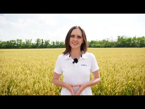 Видео: Молочная и восковая спелость. «Агрономия в цифрах». Выпуск 6