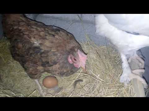 Видео: Тауықтарға ұя жасадым🐔👍