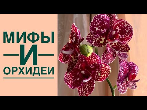 Видео: МИФЫ ОБ УХОДЕ ЗА ОРХИДЕЯМИ