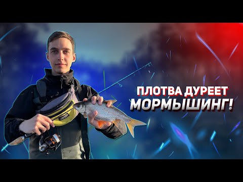 Видео: Ловля плотвы на мормышинг