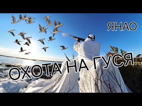 Видео: Охота на гуся. Весна 2024