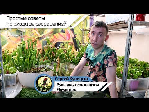 Видео: Простые советы по уходу за сарраценией 🌱