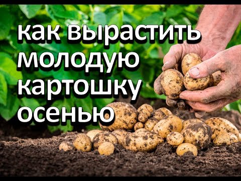 Видео: Как вырастить молодую картошку осенью. Второй урожай за год.