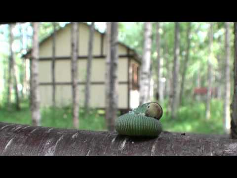 Видео: База отдыха Великое Озеро