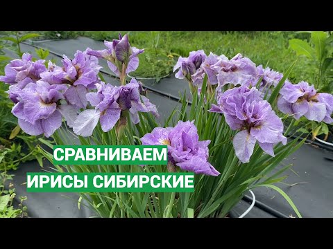 Видео: Наша мини-выставка сибирских ирисов
