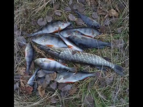 Видео: Осенняя рыбалка на боковой кивок. Ловля окуня, на мормышку с мотылем на малой речке.