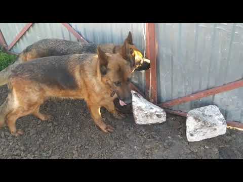 Видео: Немецкие овчарки - верные охранники и помощники в выгуле коров.