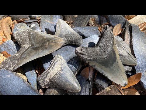 Видео: Выкапывание кучи зубов мегалодона