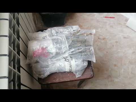 Видео: Как я укореняю черенки инжира.