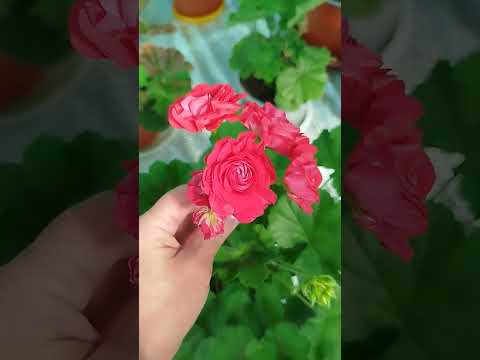 Видео: #19#Обзор перед обрезкой 24.07.25