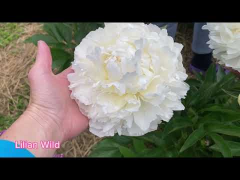 Видео: Півонієве королівство. Моя подорож до квітникарки з великим садом півоній