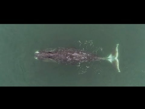 Видео: Сансара - Облака (OST «Аритмия»)