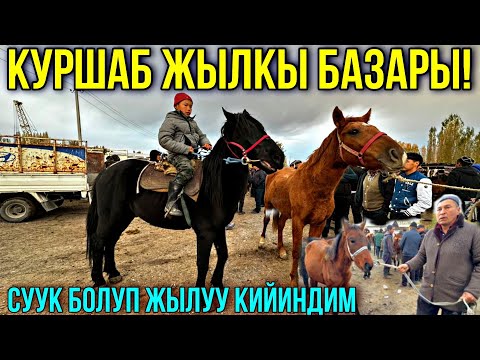 Видео: ЖЫЛКЫ ТАЙЛАР ТОЛДУГО БАЗАРГА 🤯#байтв