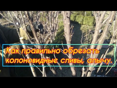 Видео: Обрезка колоновидных  деревьев. Слива, алыча.  2 часть.