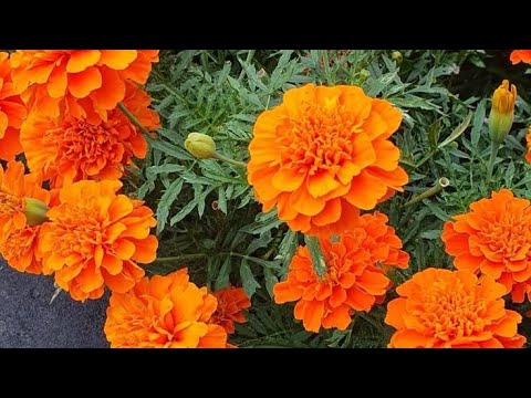 Видео: Бархат гулдун🌺🌺🌺 пайдасы коп