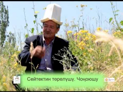 Видео: 2_Сейтектин төрөлүшү. Чоңоюшу (Н.Сейдрахманов)