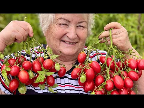 Видео: 31.07.24 🍅🌿 ОБЗОР СОРТОВ ПОМИДОРЫ