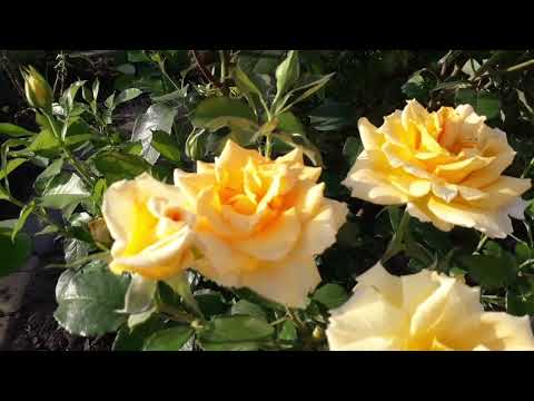 Видео: Желтая  роза  сорта" Голден Моника ". "Golden Monika"  rose .