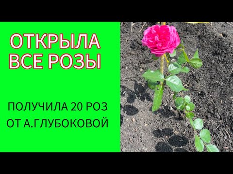 Видео: ОТКРЫЛА ВСЕ 150 роз за один раз!Посылка роз из питомника « ВОКРУГ РОЗ»/21.04.25/
