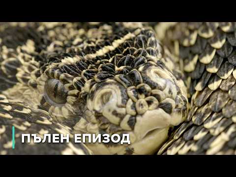 Видео: Когелберг: Ботаническа страна на чудесата | Скритите царства на Африка 106