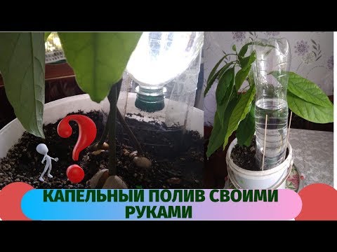 Видео: Очень простой бесплатный капельный полив для  комнатных растений.Можете спокойно отдыхать