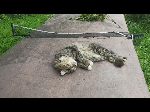 Видео: Дроздов не будет если... Самое важное правило в борьбе с дроздами на даче.