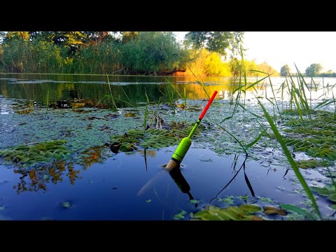 Видео: КИЛОГРАММОВЫЙ КАРАСЬ И ЛЕЩ НА ДИКОЙ РЕЧУШКЕ.Рыбалка на Поплавок