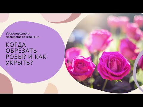 Видео: Когда обрезать РОЗЫ? И как укрыть?