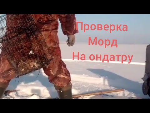 Видео: проверка морд на ондатру.... охота на ондатру. зимой..