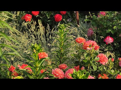 Видео: Троянди локація #3