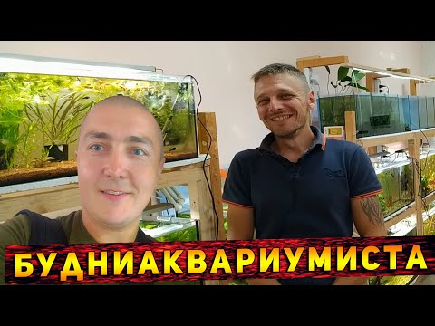 Видео: В ГОСТЯХ  У АРТЕМА БУДНИАКВАРИУМИСТА! СКОЛЬКО ЗАРАБАТЫВАЕТ БУДНИАКВАРИУМИСТА С YOUTUBE!