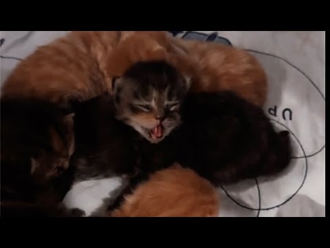 Видео: Наше доброе утро ☀️ #хиврямоника#хиврямэрлин#хиврята5#cat#kitten#