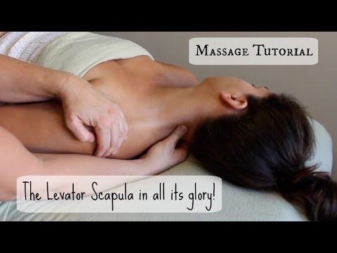 Видео: Учебное пособие по массажу: МЫШЦА, ПОДНИМАЮЩАЯ ЛОПАТКУ!